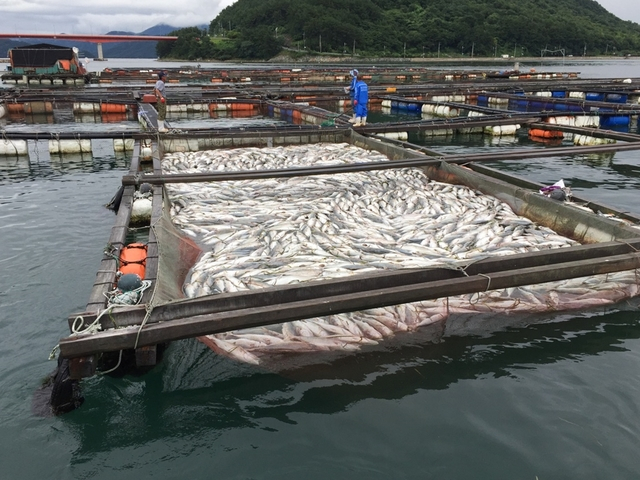 경남지역 최대 양식 활어 산지인 통영 한산도 앞바다 양식장의 폐사한 물고기. 부산일보DB