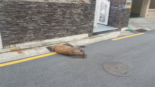 6일 오전 8시 35분께 부산 남구 대연동의 한 빌라 앞에서 사살된 멧돼지. 부산경찰청 제공
