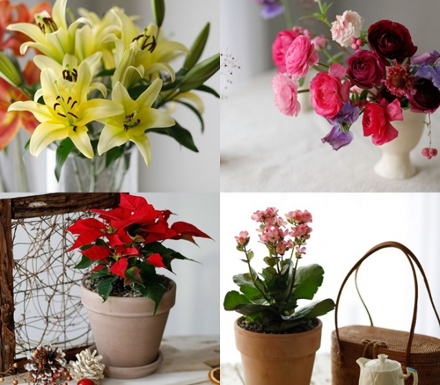 올겨울을 대표하는 꽃과 식물로 선정된 백합(왼쪽 위부터 시계방향), 라넌큘러스, 칼랑코에, 포인세티아.