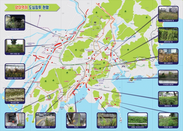 부산그린트러스트와 부산지속가능발전협의회가 제작한 양미역취 도심 침투 지도. 부산그린트러스트 제공