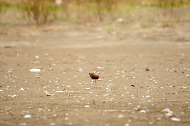 지난 28일 낙동강 하구에서 관찰된 큰물떼새. 습지와새들의친구 제공