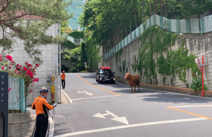 [영상] 울산 도심서 암소 탈출 2시간 난동…2명 부상·초등교 하교 연기 소동