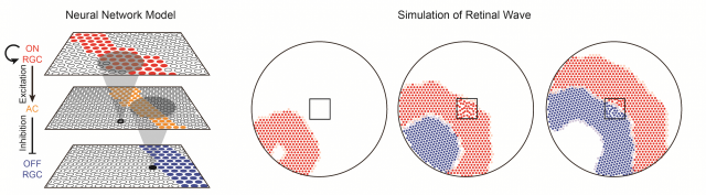 망막 신경망 모델을 이용한 망막 파동의 컴퓨터 시뮬레이션. KAIST 제공