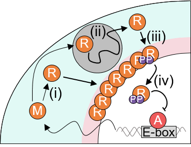 시공간적 확률론적 수리모형을 통해 시뮬레이션 된 시간에 따른 세포 내 PER 단백질의 움직임(좌)과 PER 단백질의 양(우). 인산화가 완료되지 않은 PER 단백질(주황색)이 세포핵 주위에 계속해서 응축된다(i). 이렇게 응축된 PER 단백질이 일정량 이상이 되면 함께 인산화되고 (보라색) (ii) 함께 세포핵 속으로 들어간다 (iii). KAIST 제공