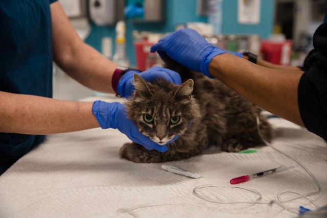 지난 24일 방역당국은 새끼고양이 한 마리가 코로나19에 감염됐다고 밝혔다. 사진은 지난해 4월 미국 캘리포니아주 샌디에이고 병원에서 코로나19 검사를 받는 고양이의 모습. AFP연합뉴스