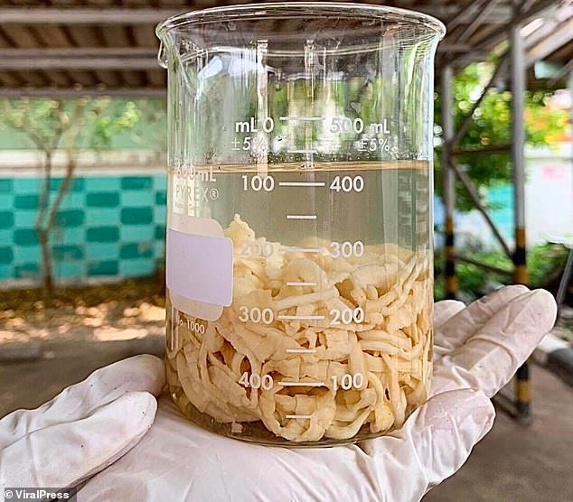 태국 기생충 질병연구센터가 비이커에 담은 18m 길이의 기생충을 보여주고 있다. 사진 출처 viralpress