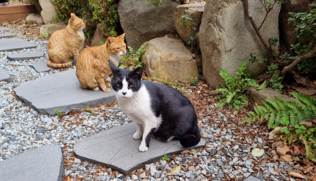 카페 ‘연화온도’ 전경(왼쪽)과 이 곳의 고양이들. 검은 색과 흰색 털 고양이가 이 곳의 인기남 레오이다.