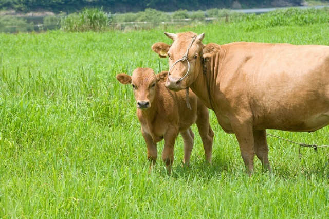 프랑스와 아일랜드산 쇠고기가 수입되면 국내 한우농가에 큰 타격이 예상된다며 한우협회가 송아지 생산 안정제 등 선 대책마련을 촉구하고 나섰다. 이미지투데이