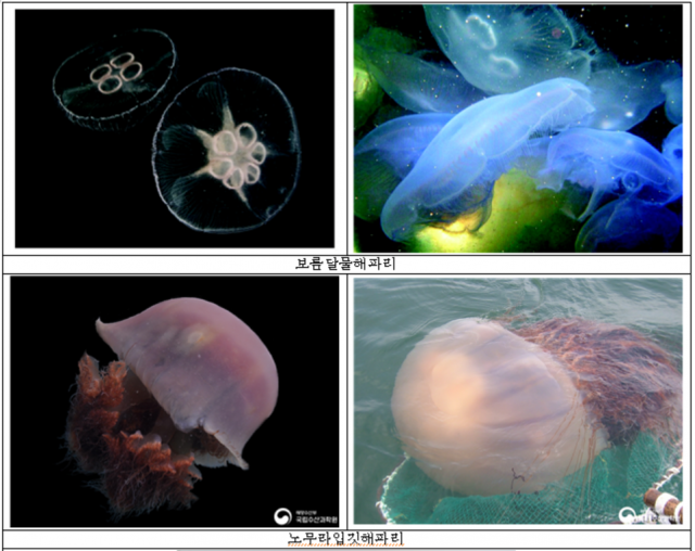 해파리 사진. 해수부 제공