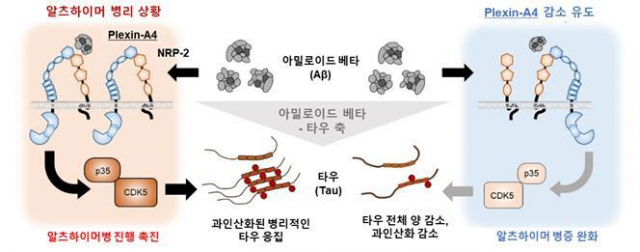 아밀로이드 베타-타우 축의 새로운 매개체 발견. 알츠하이머병에서는 아밀로이드 베타가 타우 단백질을 과인산화시켜 응집을 촉진하고 독성을 띄도록 변성시키는데, Plexin-A4 단백질이 해당 독성 신호를 전달하는 주요 매개체임을 확인하였다. Plexin-A4는 NRP-2의 도움을 받아 아밀로이드 베타와 결합하며, 타우 인산화 효소인 CDK5-p35를 통해 타우의 과인산화와 변성을 유도한다. 이는 아밀로이드 베타-타우 축(Aβ-Tau axis)의 존재를 증명하는 결과라 할 수 있다. 서울대 제공