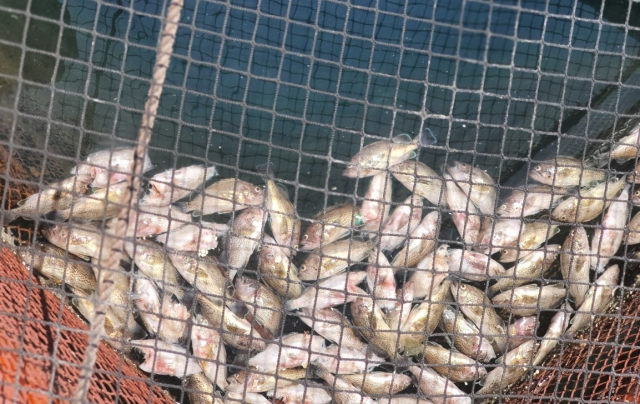 역대급 폭염에 바다도 달아오르면서 지난 2일부터 양식 어류 집단 폐사 신고가 잇따르고 있다. 통영시 제공