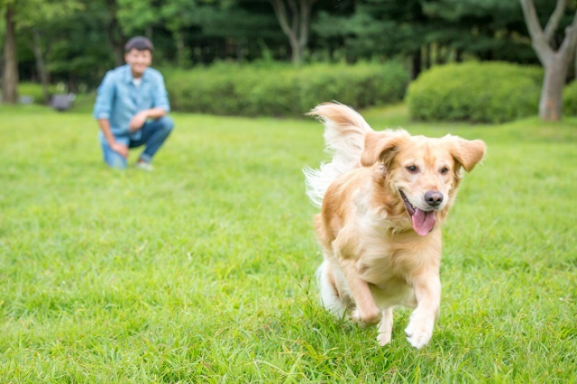 동물병원 개설자는 반려동물에 대한 진료를 거부할 수 없도록 하고 사행산업에 활용된 뒤 퇴역한 경주마 등에 대한 정부의 관리책임을 강조하는 법률 개정안이 발의됐다. 이미지투데이