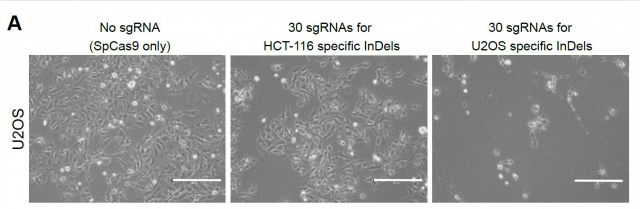 그림. CINDELA의 암세포 특이적 사멸. HCT-116(결장암 세포) 및 U2OS(골육종 세포)의 전체 게놈 서열 결정을 통해, 이들 암세포에 공통으로 존재하는 InDel 돌연변이들을 찾아냈다. 연구진은 U2OS에서 발견한 InDel 돌연변이들을 표적하는 유전자 가위를 제작해 U2OS 세포에 전달했을 때 U2OS 세포만을 죽임을 확인했다. CINDELA 기술이 암세포를 맞춤형으로 사멸시킬 수 있음을 입증한 것이다. IBS 제공