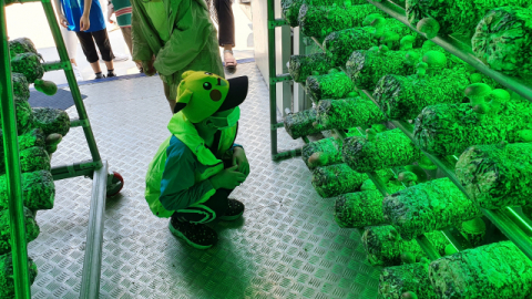 (주)도시농사꾼, 저온성 표고버섯 '은화고' 와디즈 펀딩 오픈