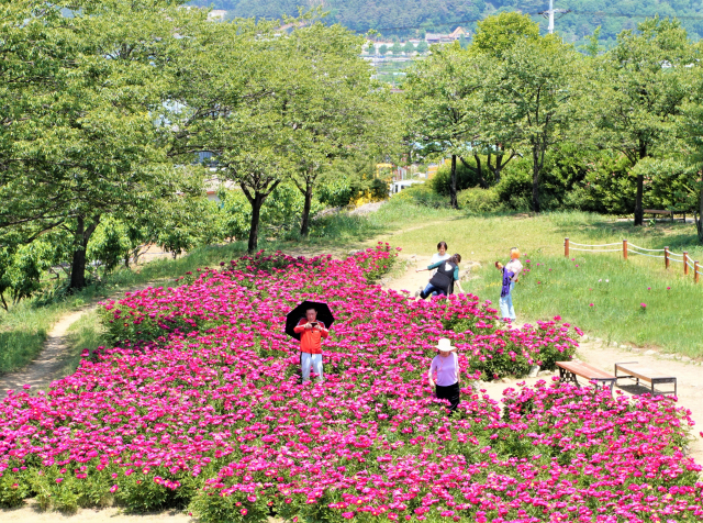 관람객들이 작약 꽃밭에서 사진을 찍고 있다.