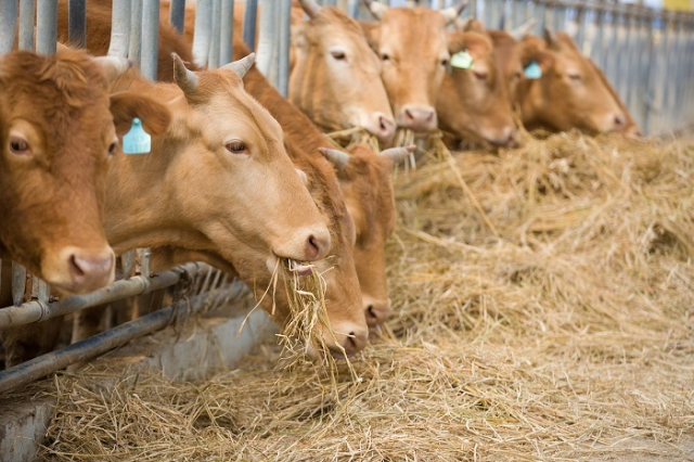 농식품부는 소 사육 기간을 줄여 온실가스를 감축하고 소고기 가격도 낮추는 시범사업에 착수했다. 이미지투데이