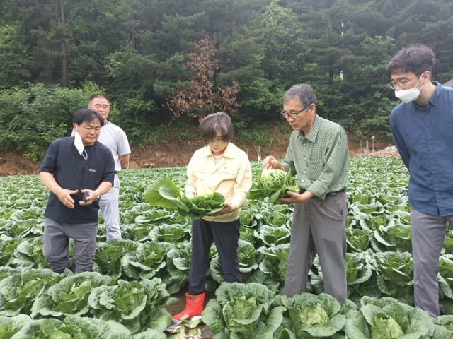 강원도 안반데기에서 한국농수산식품유통공사 배옥병 수급이사(오른쪽에서 세번째)가 봄배추 작황을 살펴보고 있다. 농수산식품유통공사 제공
