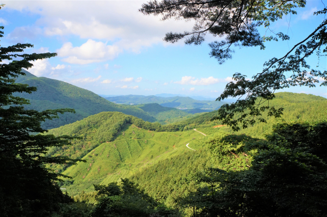 하동편백자연휴양림에서 바라본 인근 산의 풍경.