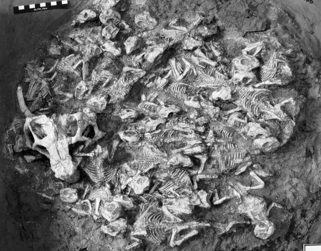 중국 랴오닝성의 백악기 암석에서 발견된 각룡류 프시타코사우루스 집단의 화석. 이 공룡들이 어린 개체들을 집단 양육했다는 것을 보여준다. 왼쪽의 큰 두개골은 보모 역할을 한 ‘청소년’ 프시타코사우루스의 것으로 추정된다. 뿌리와이파리 제공