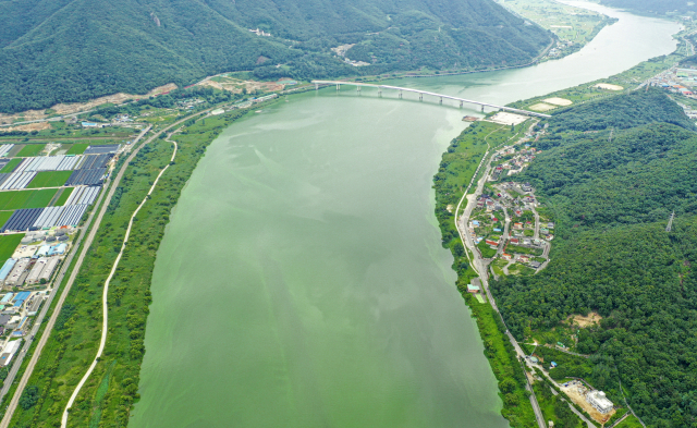 1일 오후 부산의 주요 식수원인 낙동강 물금‧매리 지점이 대규모 녹조로 인해 초록빛을 띠고 있다. 김종진 기자 kjj1761@