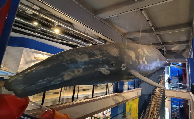 ‘고래 도시’ 울산의 장생포에서는 다양하게 고래를 체험할 수 있다. 고래박물관에 전시돼 있는 한국계 귀신고래 실물 모형.