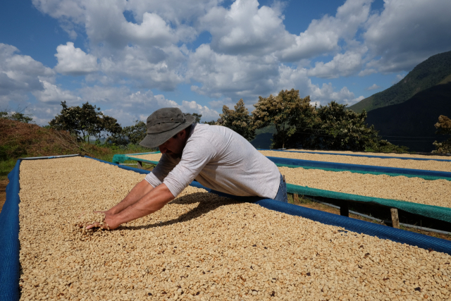 페루 3대 커피 생산지인 카흐마르카 지방에 있는 라 팔레스티나 농장에서 호세 알라르콘 씨가 수확 후 가공한 커피 열매를 건조하는 작업을 하고 있다. 라 팔레스티나 농장은 스페셜티 커피를 재배하고 나서 수익이 대폭 상승했다.