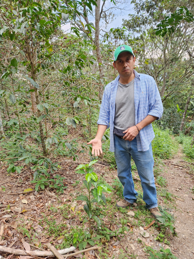 농학자 세르비오 곤잘레스 씨는 새로운 농업 기술로 커피 재배에 뛰어들었다.