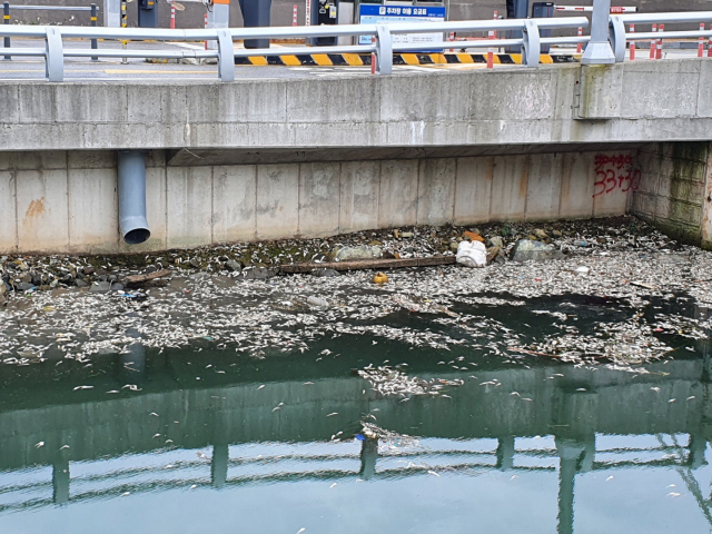 7월 30일 부산 영도구 동삼해수천에서 물고기 수백 마리가 죽은 채 떠올랐다. 영도구청 제공