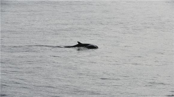 2022년 가을 동해 목시조사에서 발견된 흑범고래 사진. 수과원 제공