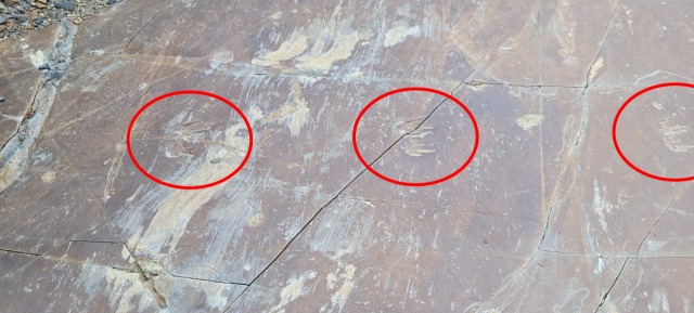 이번에 발견된 개구리 보행렬. 선명한 발자국이 개구리의 움직임을 보여준다. 김현우 기자