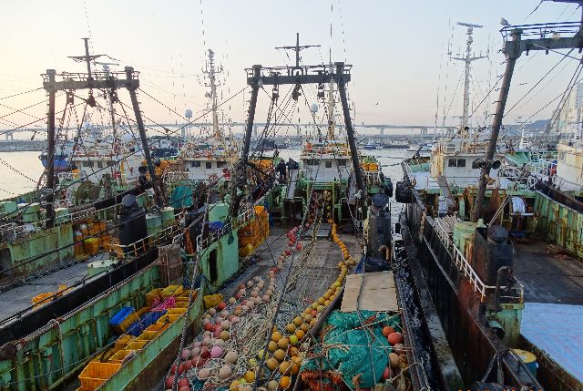 정부가 30년 가까이 연근해 어선의 감척사업을 이어가고 있지만, 정작 수산자원량 회복에는 큰 효과가 없다는 분석이 나왔다. 사진은 2017년 불법 공조조업으로 동해해경에 검거된 트롤 어선 모습. 연합뉴스