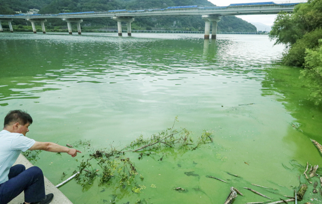 지난여름 경남 김해시 상동면 매리취수장 일대 낙동강 유역이 녹조현상으로 초록빛을 띠고 있다. 부산일보DB