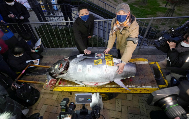 5일 일본 도쿄 도요스시장에서 새해 첫 참치 경매가 끝난 뒤 3600만 엔(3억 5000만 원)에 낙찰된 212kg짜리 참다랑어가 전시돼 있다. 연합뉴스