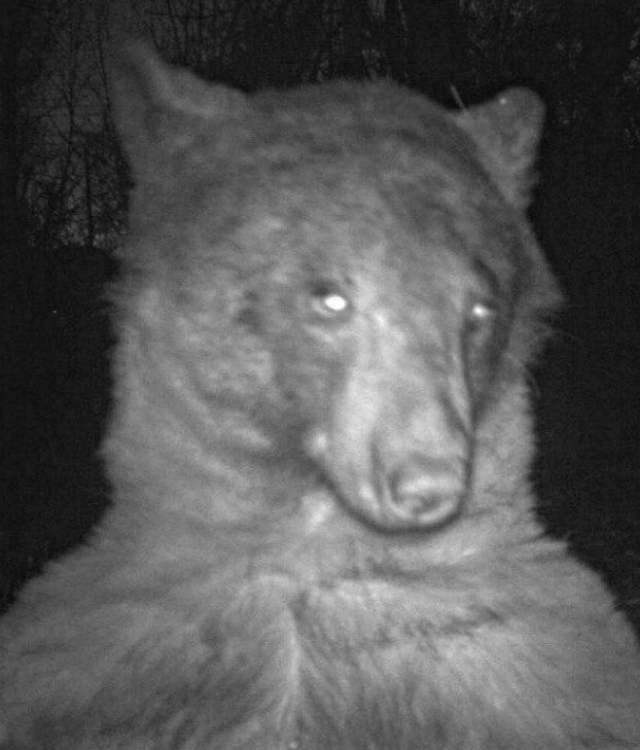미국 콜로라도주 볼더산간녹지공원에서 촬영된 야생곰. 셀카를 찍는 듯 고개를 비스듬히 돌려 카메라를 응시하고 있다. 볼더산간녹지공원 트위터