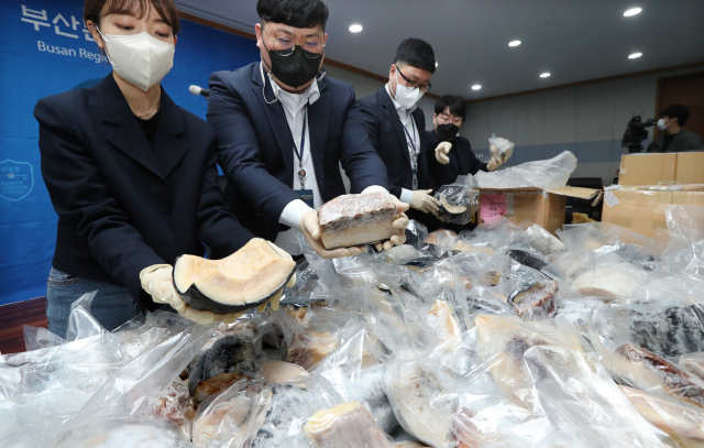 부산본부세관은 멸종 위기종으로 지정돼 국제 거래가 금지된 고래고기 4.6t을 국제특급우편을 통해 일본에서 국내로 밀수입한 일당을 적발했다. 부산본부세관 직원들이 지난달 27일 압수한 고래고기를 공개하고 있다. 정대현 기자 jhyun@