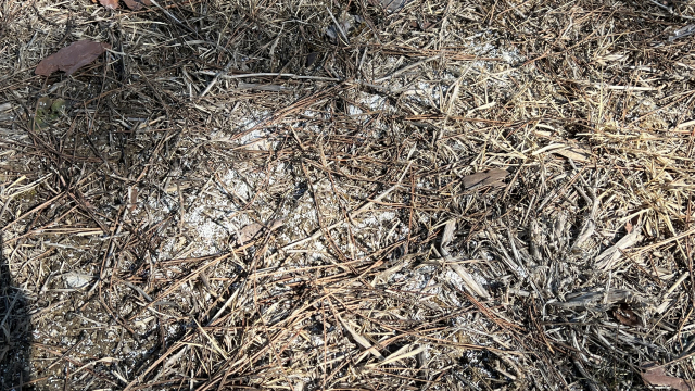 상림공원 잔디밭에 뿌려져 있던 제초제. 하얀 알갱이가 흩뿌려져 있다. 김현우 기자