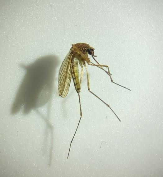 지난해 울산에서 발견된 일본뇌염 매개 모기 '작은빨간집모기'. 연합뉴스