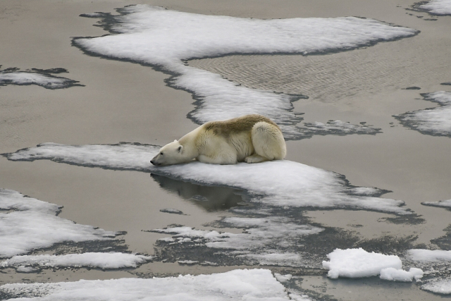 프란츠 요제프 군도의 영국해협 빙하 위에 고립된 북극곰. AFP연합뉴스