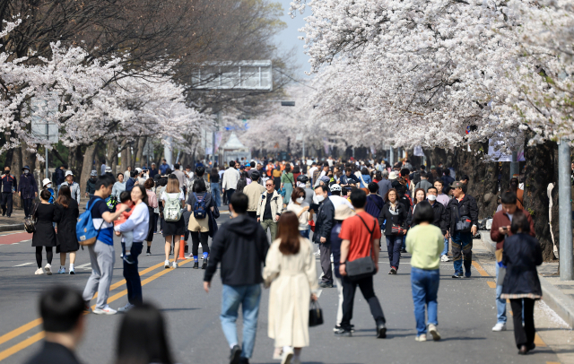 사진은 서울 여의서로 벚꽃길이 교통통제에 들어간 지난 1일 오전 윤중로를 찾은 시민들이 벚꽃 나들이를 즐기고 있다.연합뉴스
