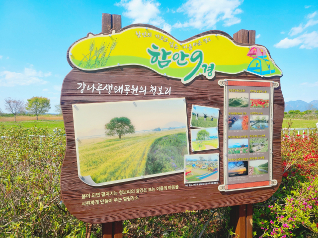 함안강나루생태공원의 청보리밭은 42만㎥(약 13만 평)에 달한다. 함안강나루생태공원의 청보리밭은 함안의 가 보고 싶은 아름다운 명소인 ‘함안 9경’ 중 하나다.