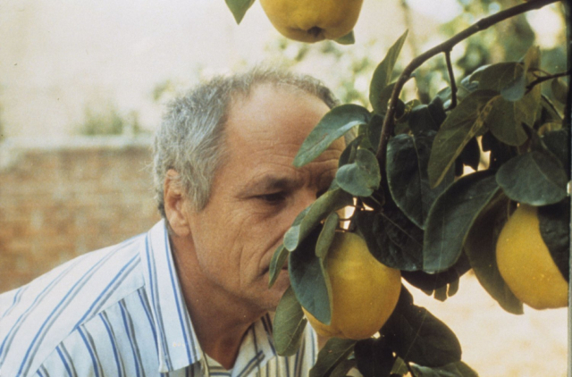 빅토르 에리세 감독 ‘햇빛 속의 모과나무’(1992) 스틸 컷. 영화의전당 제공