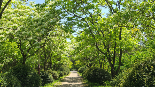 경북산림환경연구원 내 산책로. 산책로 양옆으로 꽃이 만개한 이팝나무 등이 무성하다.