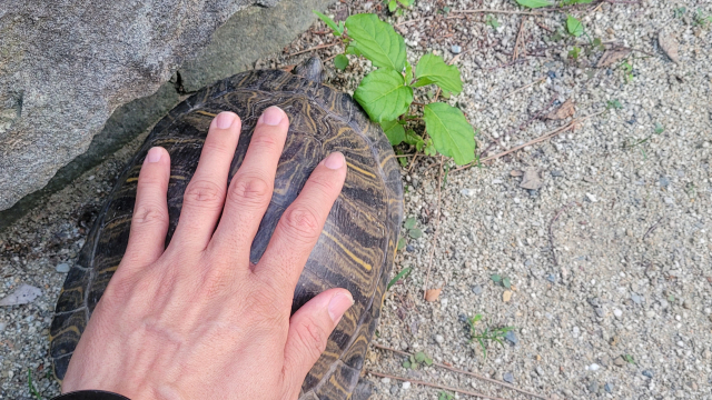 진주성에서 발견된 ‘붉은귀 거북’은 등껍질만 20cm가 넘는 성체로 확인됐다. 김현우 기자
