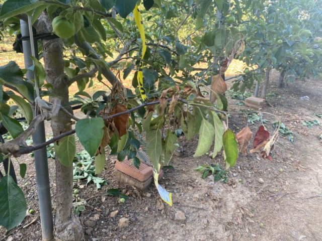 전북 무주군의 한 사과 과수원에서 과수화상병이 발생해 잎이 말라 죽어 있다. 농촌진흥청 제공