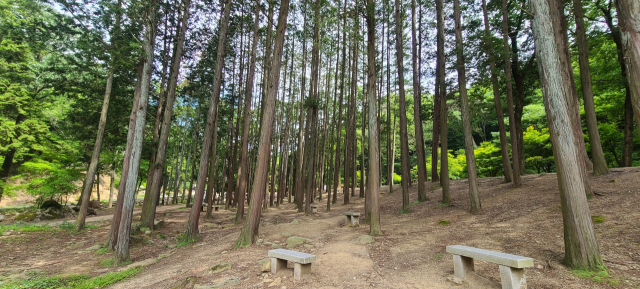 송광사 일주문 밖에 있는 편백나무 숲. 벤치에 앉아 삼림욕을 즐길 수 있다.