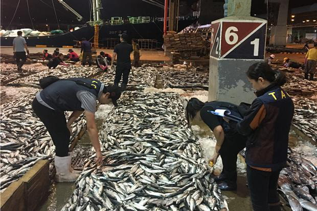조사원들이 위판장에서 총허용어획량(TAC) 대상 어획물을 확인하는 모습. 부산일보DB