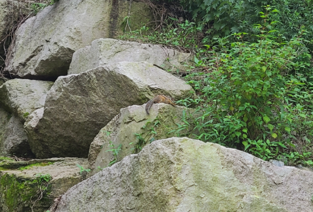 송정박상진호수공원에서 다람쥐를 보는 일은 어려운 일이 아니다.