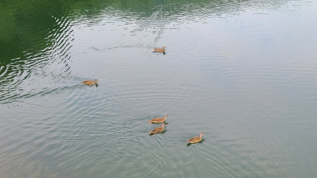 한가로이 노닐고 있는 오리 떼. 송정박상진호수공원에는 다양한 생물이 서식하고 있다.