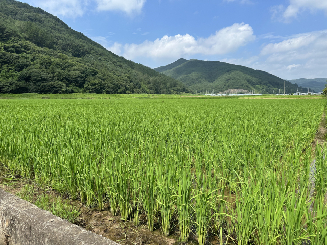 의령군 우리밀생산자위원회 영농조합법인 회원사 40농가에서 45ha규모 가루쌀 재배단지를 조성했다. 사진은 가루쌀 재배단지 모습. 의령군 제공