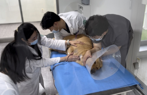 [펫플스토리] 아픈 개들 생명 살리는 헌혈 영웅을 아시나요